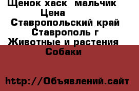 Щенок хаск (мальчик) › Цена ­ 100 - Ставропольский край, Ставрополь г. Животные и растения » Собаки   